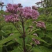 More Riverwalk Foliage
