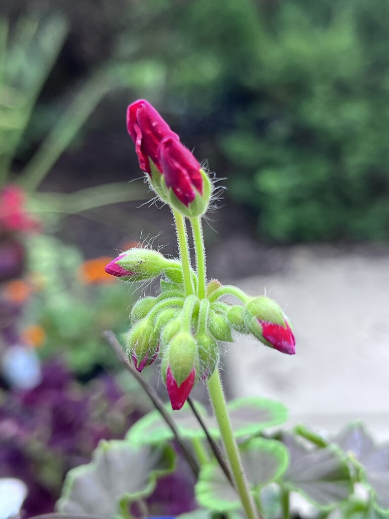 I just love the geraniums tiny buds🌹 by pilgrimcano