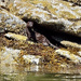 Mink