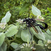 A Mating Pair on Mountain Mint