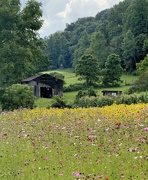 30th Jul 2025 - Summer Blooms in the Valley