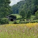Summer Blooms in the Valley