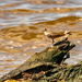 Unknown Bird!