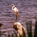 Egret on the Stump! by rickster549