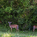 Small Herd