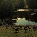 Follow The Leader ~