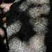 Abstract in the shade
