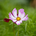 cosmos