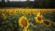 31st Jul 2025 - the green and red tractor
