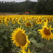 the green and red tractor