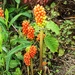 Jack in the Pulpit 