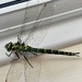 Another visitor 