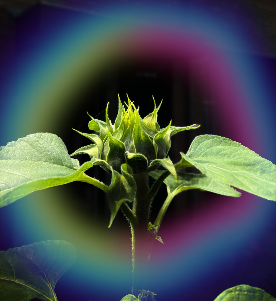  by agnesvanderlindeicloudcom