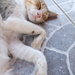 Villa cat