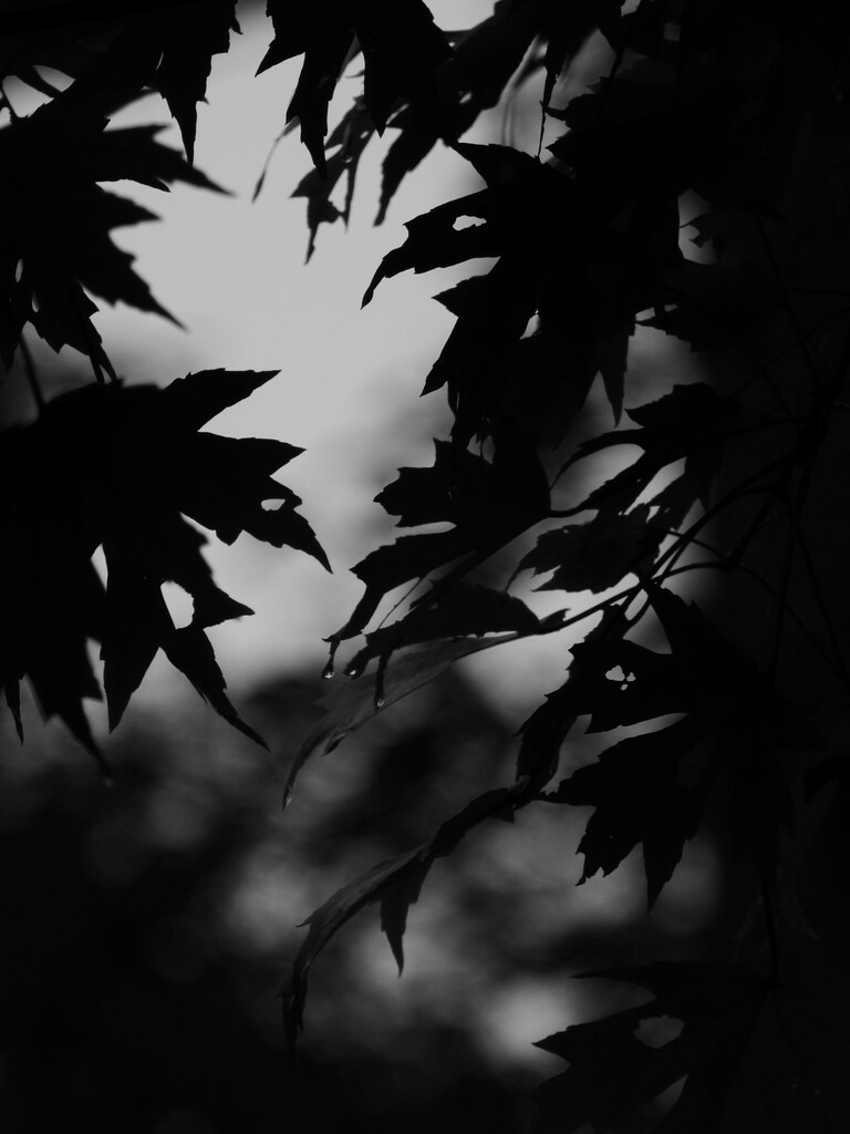 The end of July... by marlboromaam