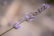 29th Jul 2025 - Lavender~~~~