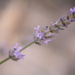 Lavender~~~~