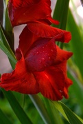 27th Jul 2025 - Gladioli~~~~