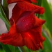 Gladioli~~~~