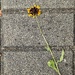 StilLife