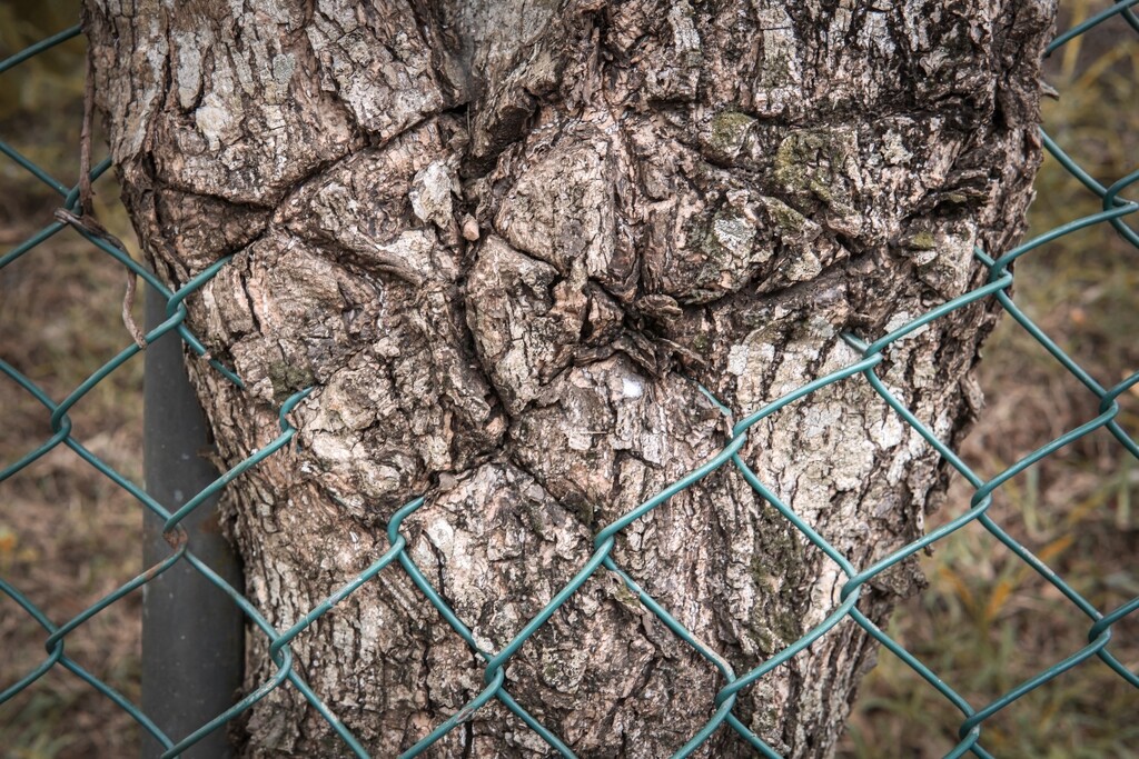Tree Girdling by cocokinetic