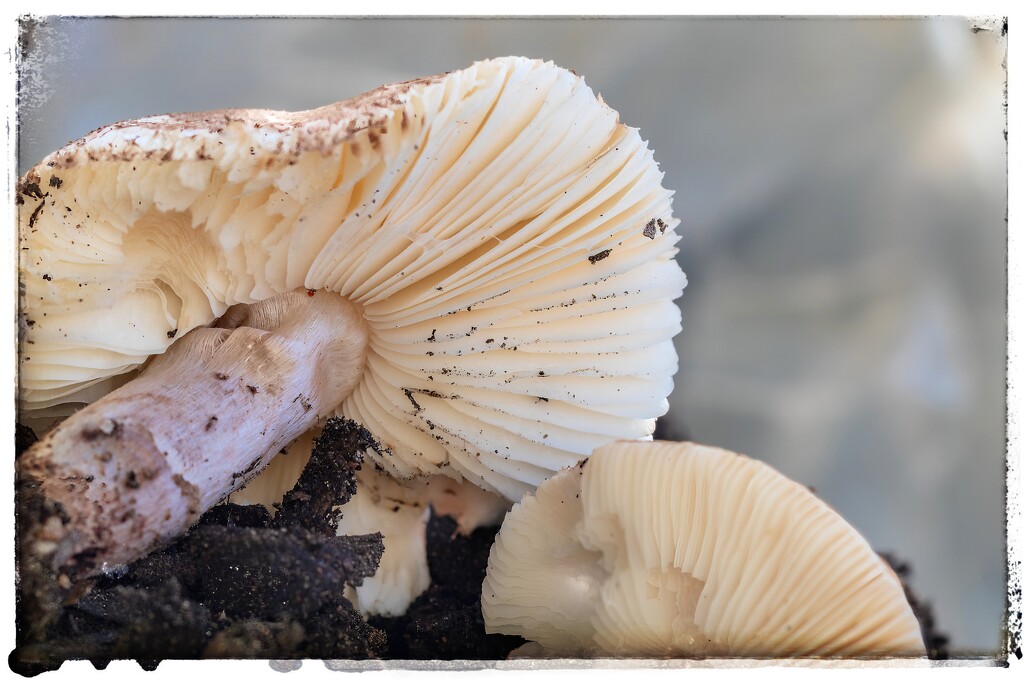 Mushrooms 3 by ludwigsdiana