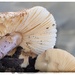 Mushrooms 3