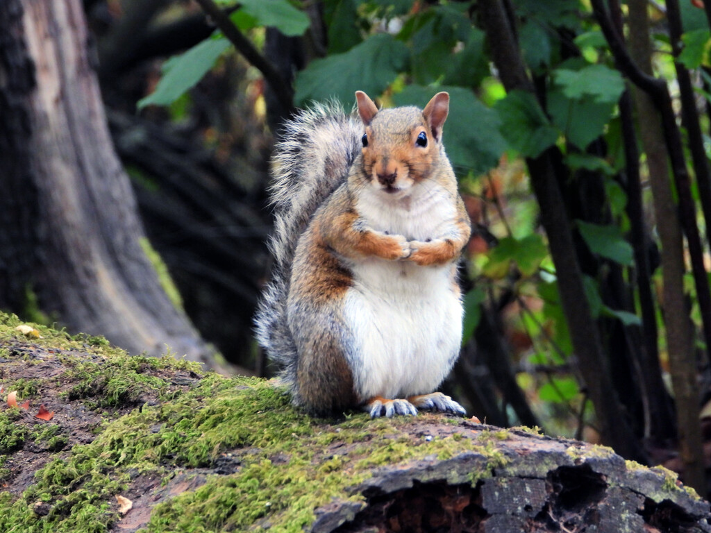 Little Poser by seattlite