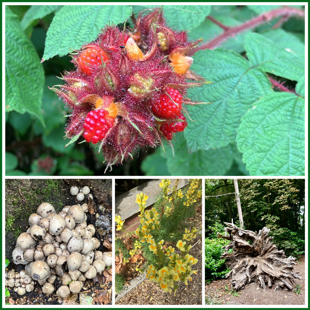 Nature Miscellany  by foxes37