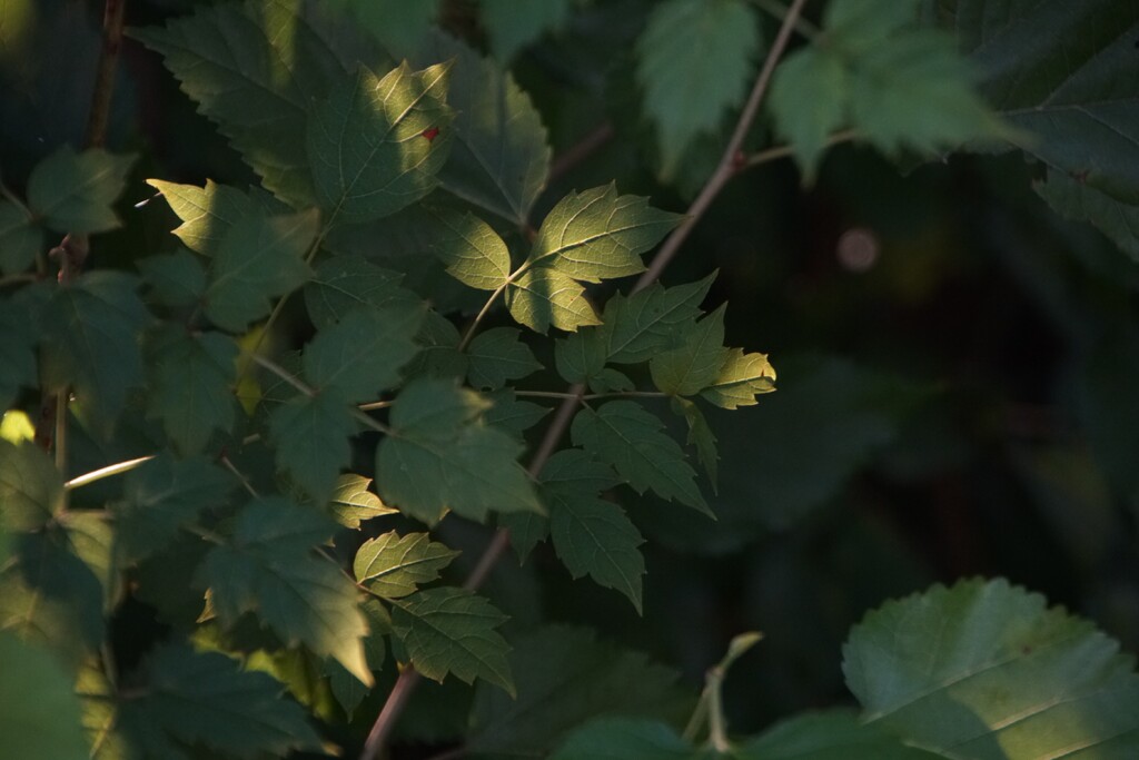 Leaves in Dappled Light by granagringa