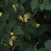 Leaves in Dappled Light