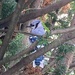 Blue Jay