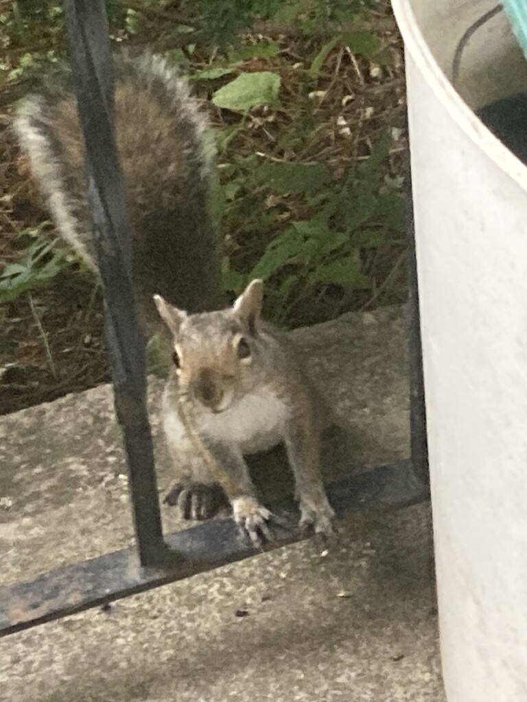 Do You Have Some Peanuts? by spanishliz