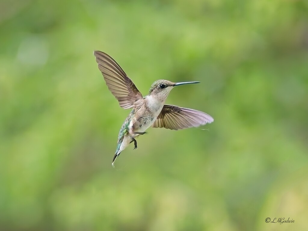 LHG_8005 young Flight dancer by rontu