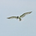Sandwich Tern