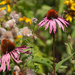 Coneflowers and more