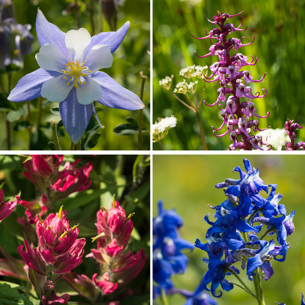 American Basin Flowers by k9photo