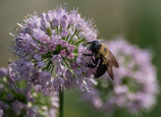 31st Jul 2025 - Bumble bee