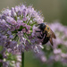 Bumble bee