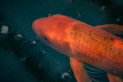 31st Jul 2025 - Koi