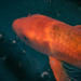 Koi