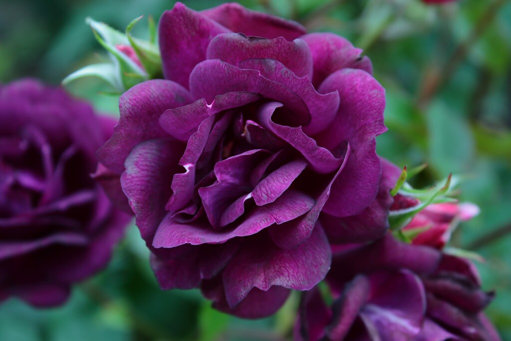 purple by blueberry1222