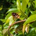 Hoverfly 