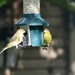 Greenfinches 