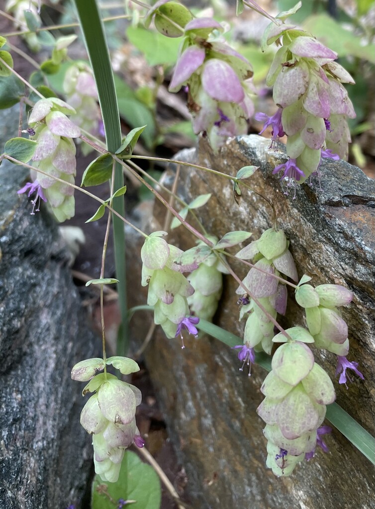 Ornamental Oregano  by crpix