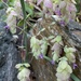 Ornamental Oregano 