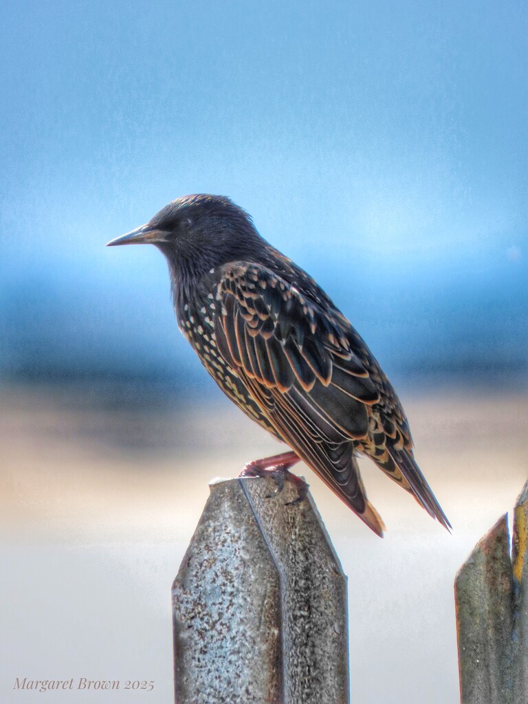 Juvenile  No 3 by craftymeg