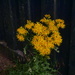 Sunburst 