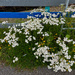 Yarrow Patch