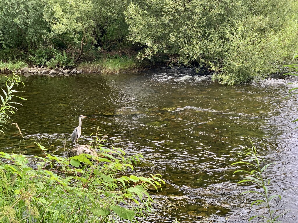 The Heron by happypat